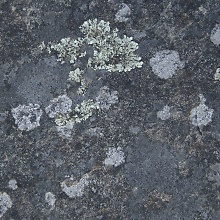 Lichens (David's Textures Gallery)