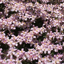 Clematis Montana Cluster (David's Textures Gallery)