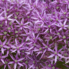 Blooming Alium Balls (David's Textures Gallery)