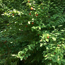 Huckelberries (David's Textures Gallery)