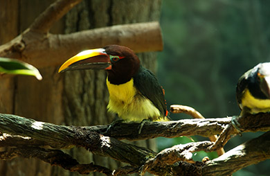  (David's Zoo Gallery)