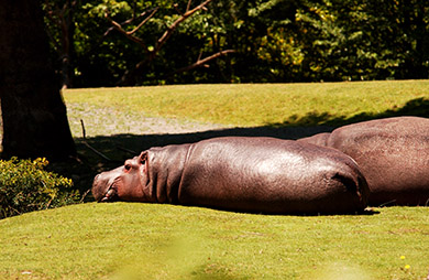  (David's Zoo Gallery)