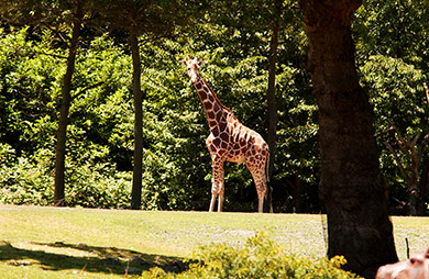  (David's Zoo Gallery)