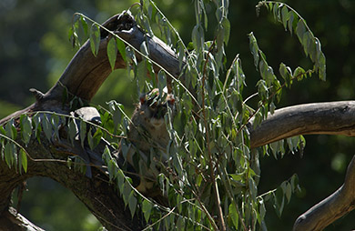  (David's Zoo Gallery)