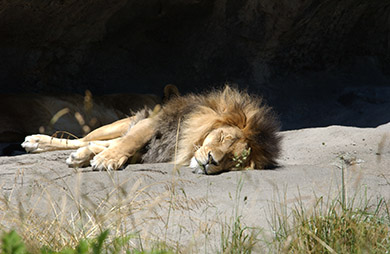  (David's Zoo Gallery)