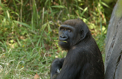  (David's Zoo Gallery)