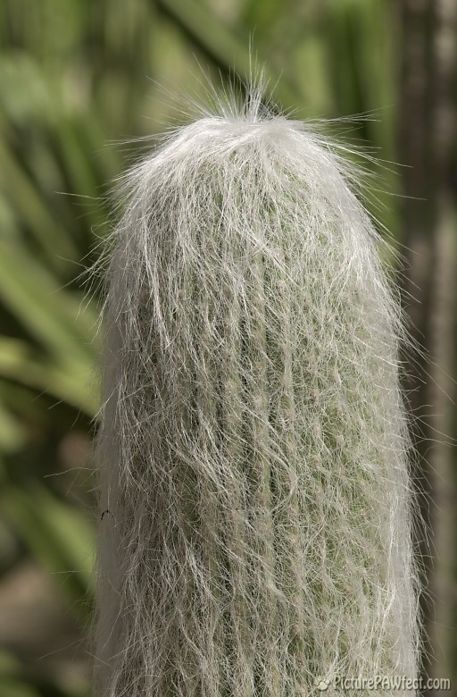 Cactus at the DBG (Trip to Arizona)