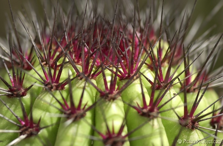 Cactus at the DBG (Trip to Arizona)