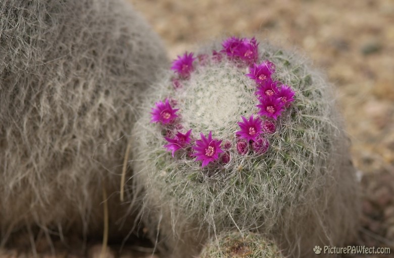 Blooming Cactus at the DBG (Trip to Arizona)