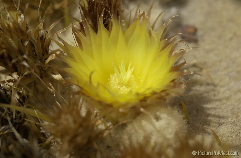 Blooming Cactus at the DBG (Trip to Arizona)