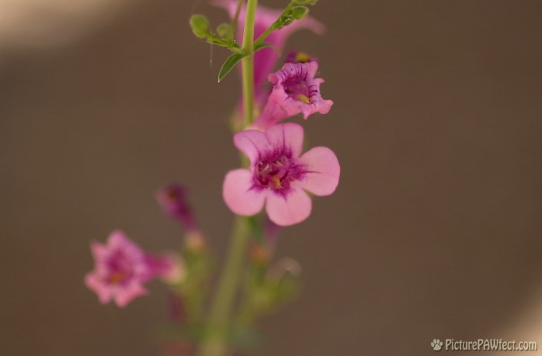 Desert Flowers (Trip to Arizona)