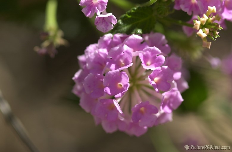 Desert Flowers (Trip to Arizona)