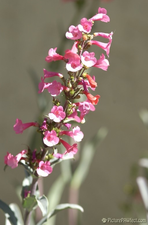 Desert Flower (Trip to Arizona)