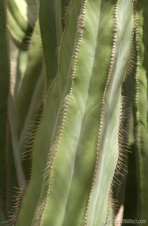 Cactus at the DBG (Trip to Arizona)
