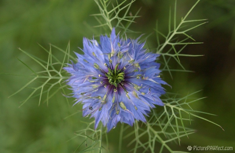 One of those blue flowers (Nikon D1x Photos)