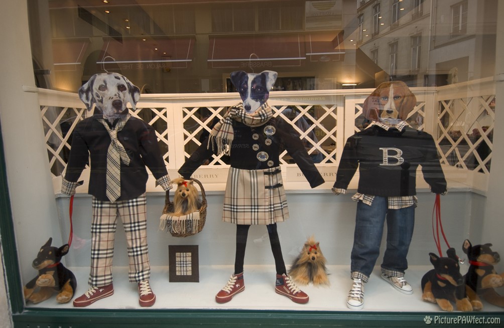 Even something for the dog (David's France Gallery)