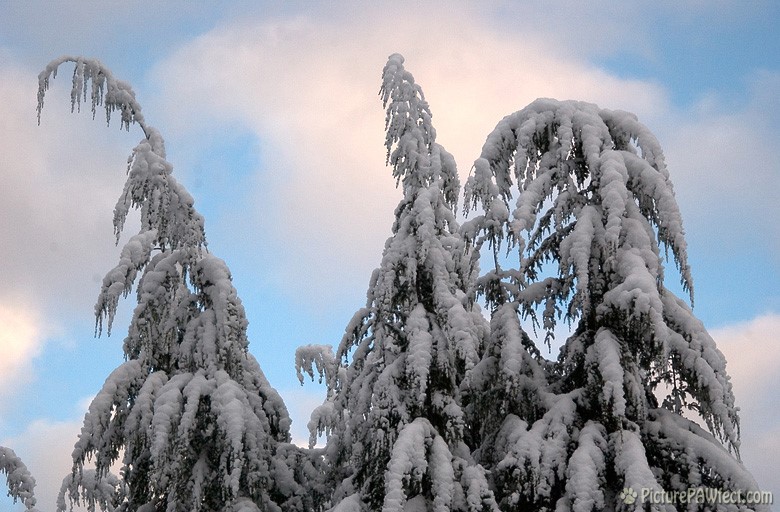 Heavy snow from the day before (A Very Frozen Day)