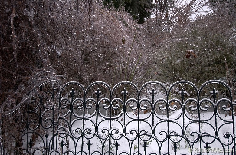The ice garden (A Very Frozen Day)