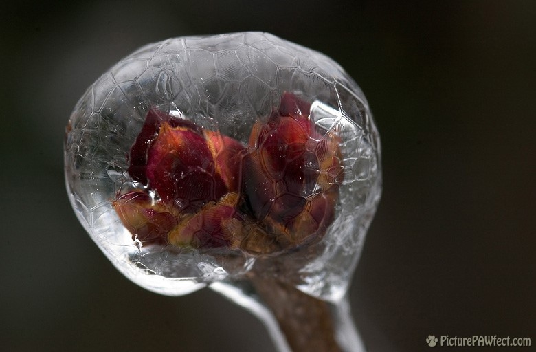 Lilac buds in crystalline sphere (A Very Frozen Day)