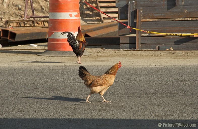 Why is this one crossing the road? (Sailing the British Virgin Islands)