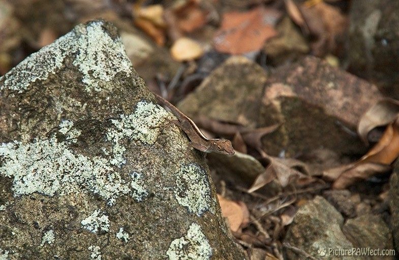 As well as zillions of gecho-y lizard-y critters (Sailing the British Virgin Islands)