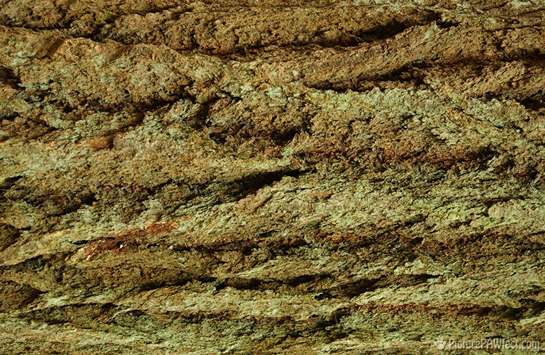 Old Growth Bark (Textures)