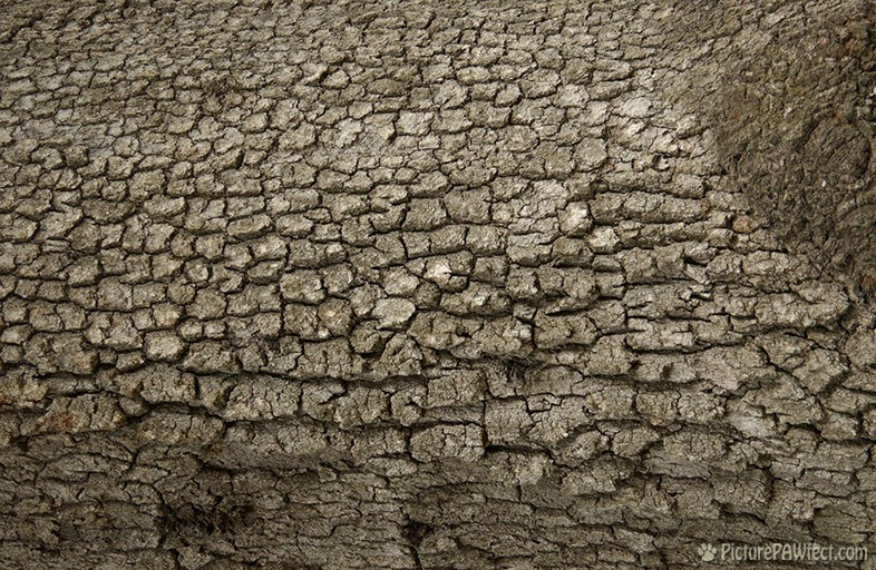 Barky (Textures)