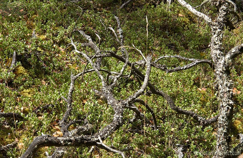 Gnarly Branches (Textures)