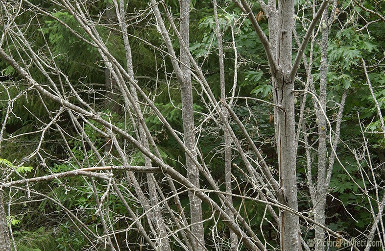 Sticks (Textures)