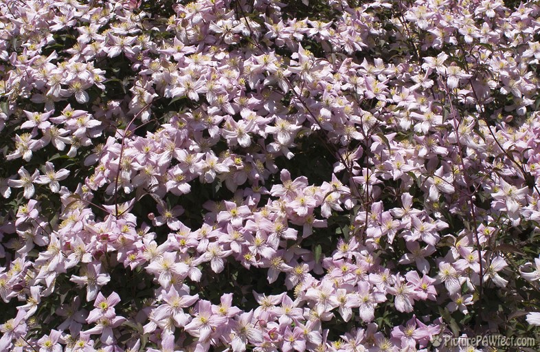 Clematis Montana Cluster (Textures)