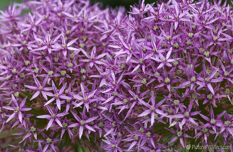 Blooming Alium Balls (Textures)