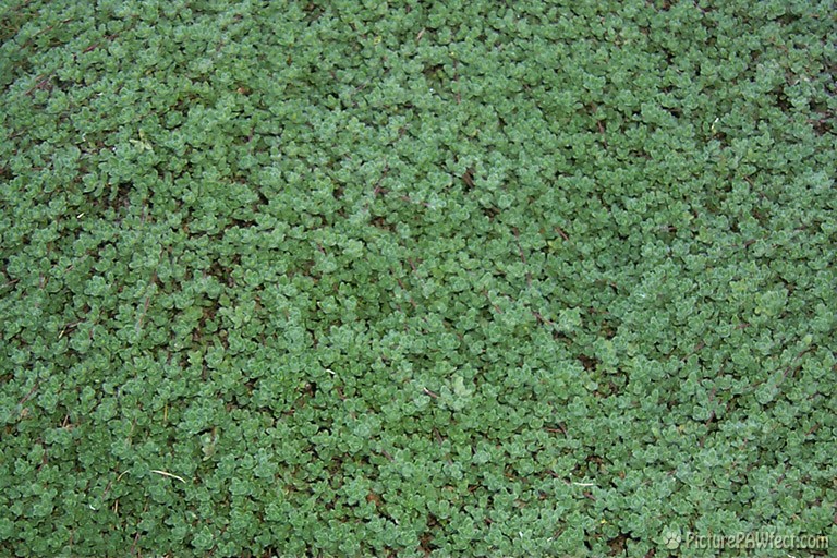 Time for Thyme (Textures)