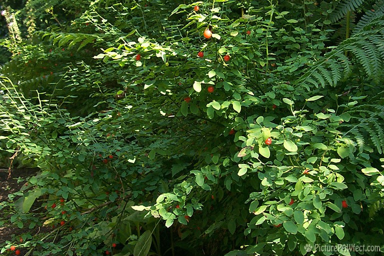 Huckelberries (Textures)