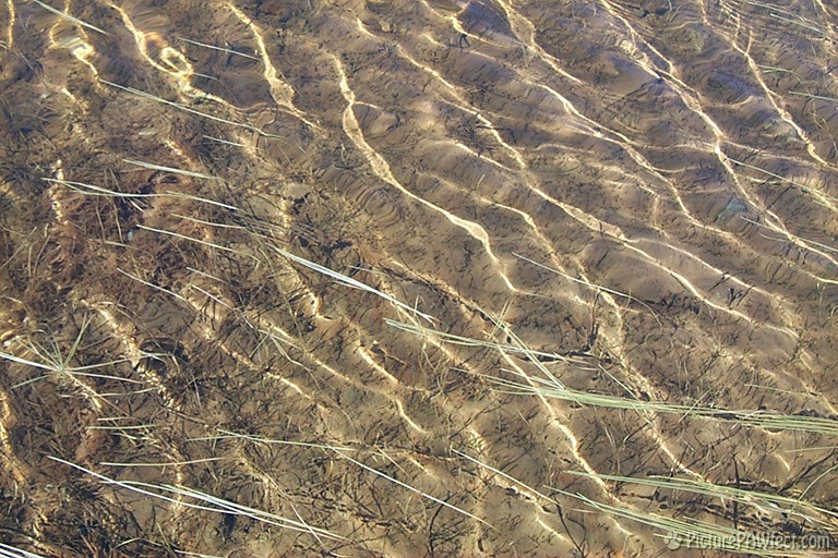 Lake Water and Eeelgrass (Textures)
