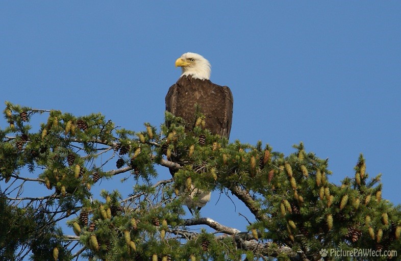 Eagle atop a 100-foot pine tree (Nikon D1x Photos)