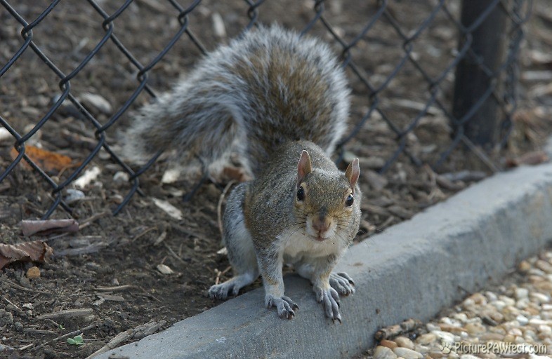 Downtown Washington, D.C. squirrel (Nikon D1x Photos)
