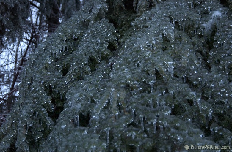 Cascading icicles on hemlock branches (A Very Frozen Day)