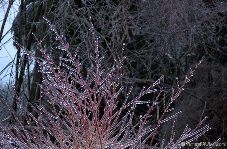 An icy Fire Twig shrub (A Very Frozen Day)