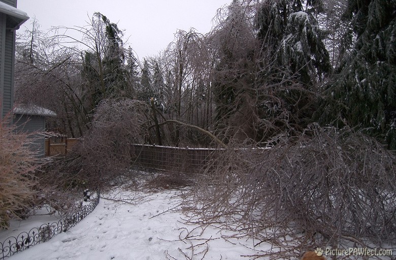 The heavier ice broke several trees, making a mess! (A Very Frozen Day)