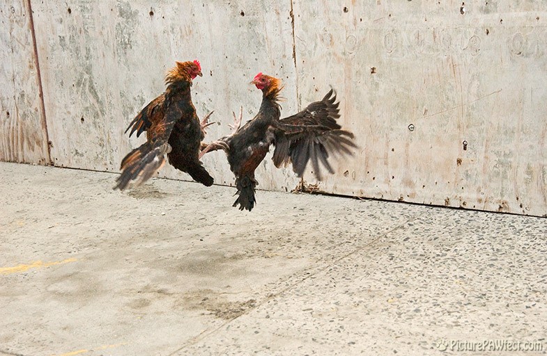 These islands are full of Roustabout Roosters (Sailing the British Virgin Islands)