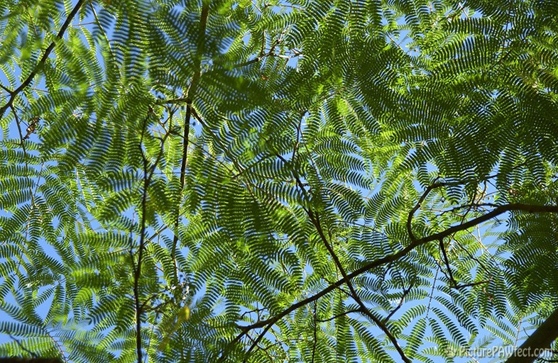 Australian Giant Ferns (Textures)