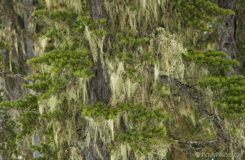 Mossy trees in mountains behind Whistler, B.C. (Textures)