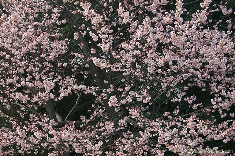 Flowering Japanese Plum (Textures)