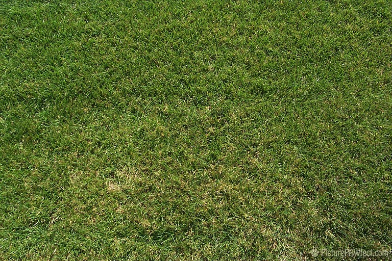 Lawn (Textures)