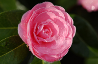 Flowers Gallery