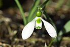Flowers thumbnail