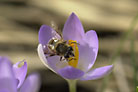 Flowers thumbnail
