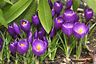 Flowers thumbnail