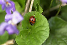Flowers thumbnail