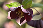 Flowers thumbnail